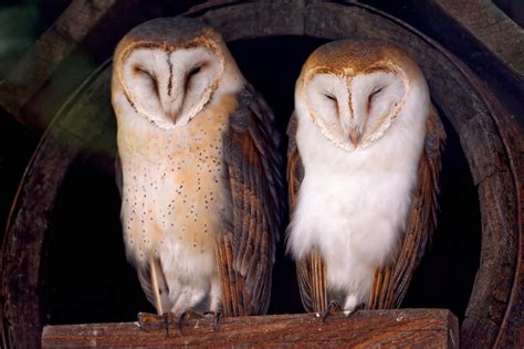 Very Cute Real Owls