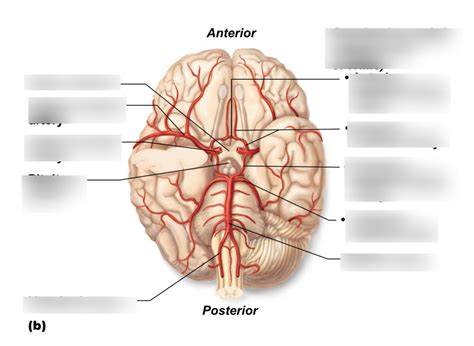 Bsc L Arteries Of The Head Neck And Brain Diagram Quizlet