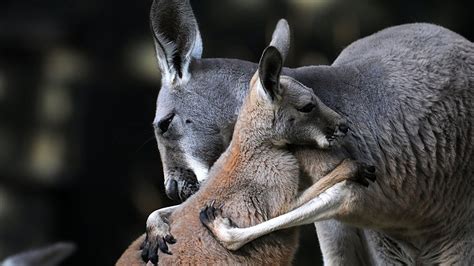 Кенгуру и кенгуреныш. | Kangaroo, Animal drawings, Animals