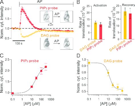 Monitoring Of Pip 2 And Dag During Activation Of Overexpressed Par2