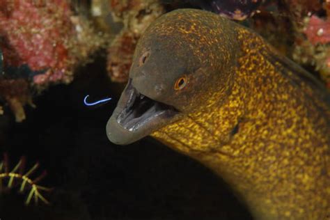 60+ Moray Eel Cleaner Shrimp Stock Photos, Pictures & Royalty-Free ...