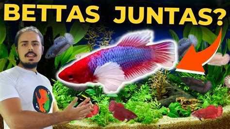 AQUÁRIO DE BETTAS FÊMEAS MINHA OPINIÃO Mr Betta YouTube