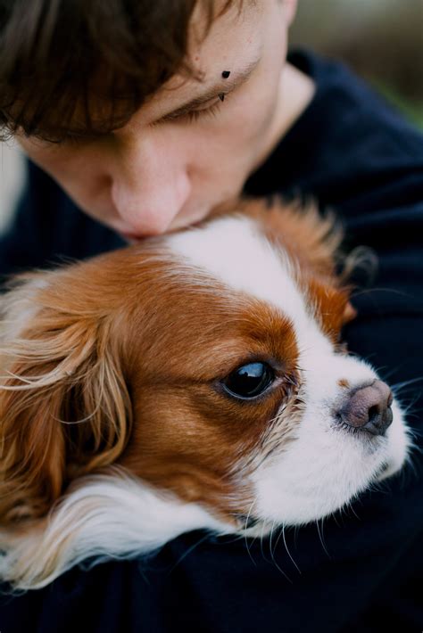 犬の角膜炎は放置しても自然治癒する？症状や治療法・治療費等も解説