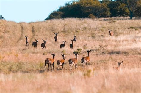 Manada De Ciervos Rojos En La Pampa Argentina Reserva Natural Parque