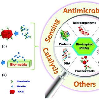 Schematic Representation Of Bio Inspired Synthesis Of MNMs Using