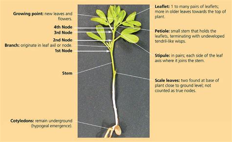 lentil plant