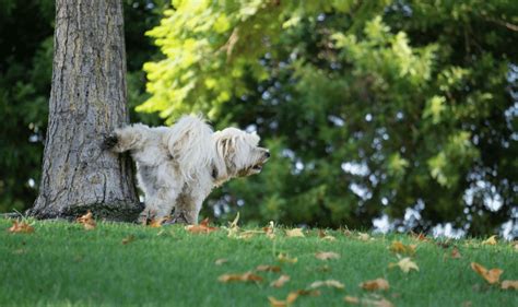 5 conseils pour apprendre la propreté à un chien adulte l Déclic et des