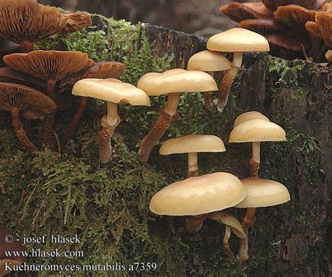 Kuehneromyces Mutabilis Uk Sheathed Woodtuft Dk Foranderlig Skalhat