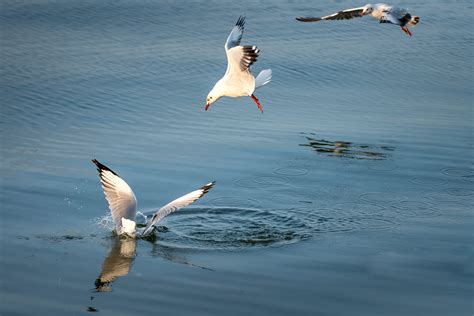 Seagulls Flying over Beach · Free Stock Photo