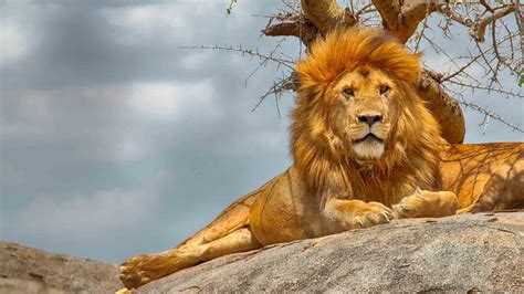 1 Day Serengeti Safari From Mwanza