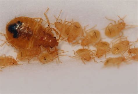 Early Signs of Bed Bugs - Infestation Signs - Cryonite.com