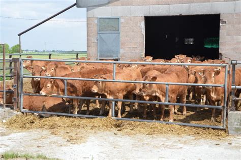 Nuova Direttiva Sulle Emissioni L Ue Esclude Gli Allevamenti Bovini