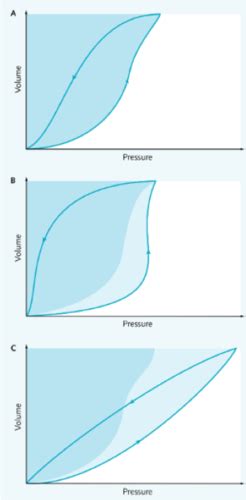 Physiology of Airway Resistance Flashcards | Quizlet