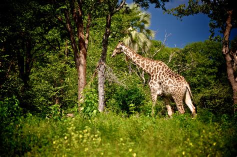 Mosi-oa-Tunya National Park | Leave The Boots