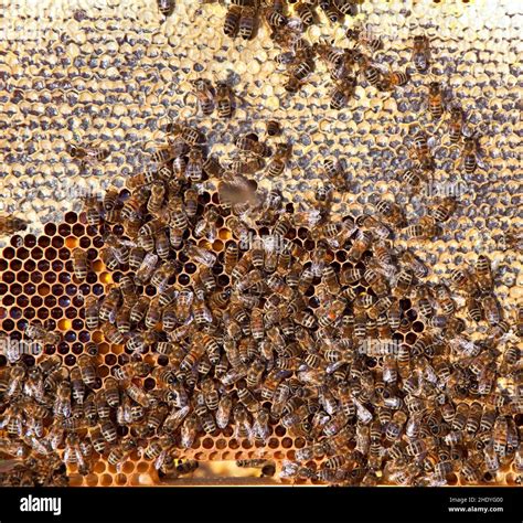 Honey Bee Honeycomb Bee Colony Honey Bees Honeycombs Bee Colonies