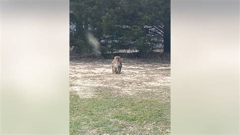 Oklahoma Woman Has Ear Nearly Ripped Off By Neighbors Pet Monkey Will