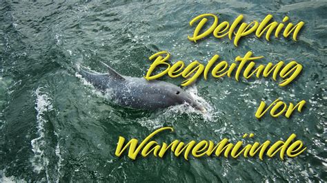 Delfin Delle Begleitung vor Warnemünde en0852 YouTube