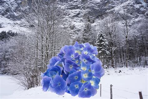 Hydrangea Indoor Winter Care (A Complete Guide) - Gardeners Grail