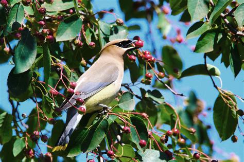 NETN Species Spotlight - Serviceberry (U.S. National Park Service)