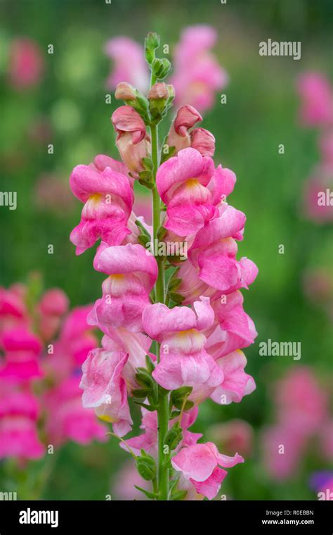 In A Snapdragon Flower Hi Res Stock Photography And Images Alamy