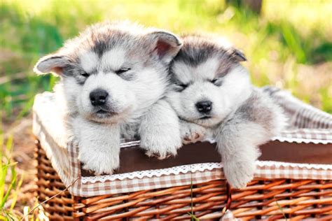 7,500+ Malamute Puppies Stock Photos, Pictures & Royalty-Free Images ...