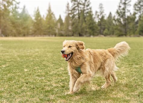 Golden Retriever Dog Breed Health and Care | PetMD