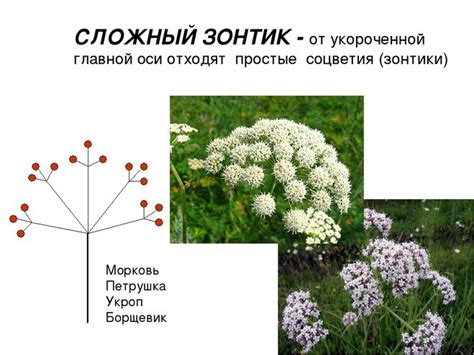 У каких видов растений цветки собраны в соцветия-зонтик и сложный зонтик?
