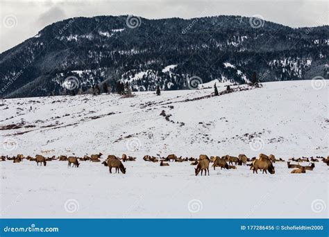 Elk Herd Grazing stock photo. Image of scene, deer, mammal - 177286456