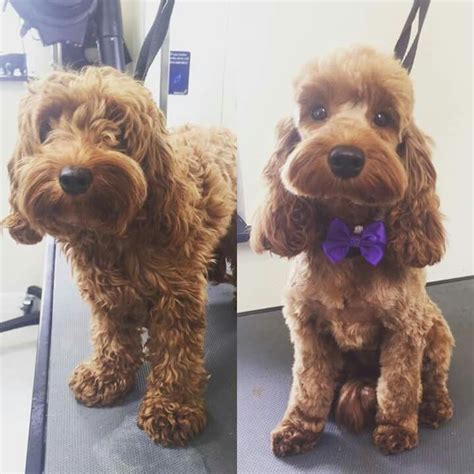 The 25+ best Cockapoo grooming ideas on Pinterest | Cockapoo haircut ...