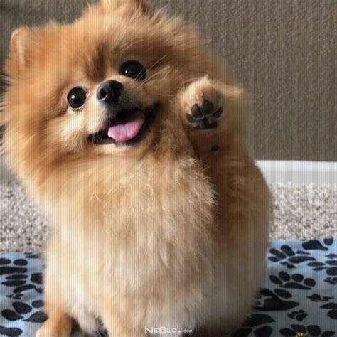 Pomeranian Boo Göz Akıntısı - Pets Lovers