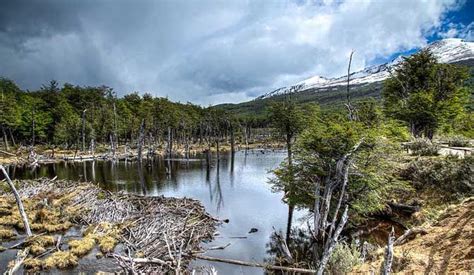 Tierra del Fuego National Park Hike and Canoe Tour from Ushuaia Tierra ...