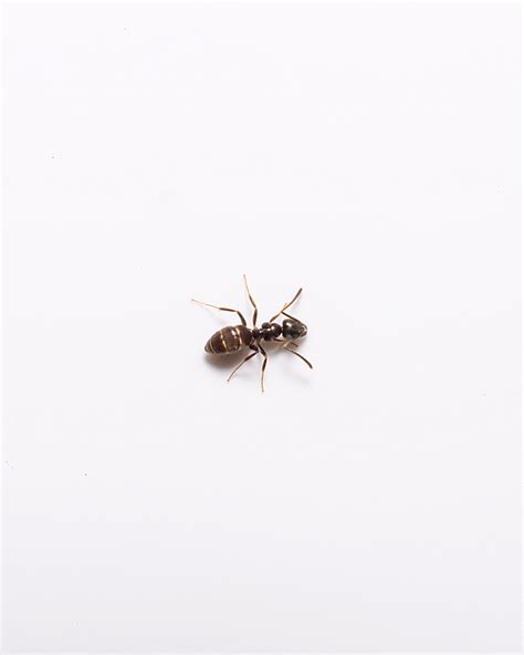 Odorous House Ant Catseye Pest Control