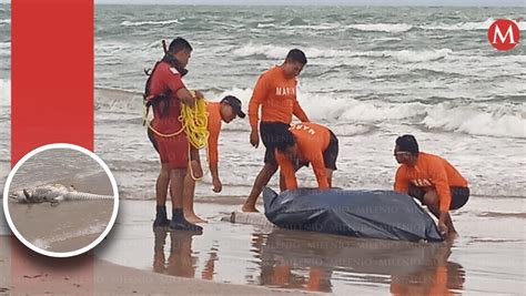 Aparece Cocodrilo Muerto En Playa Miramar Media Dos Metros Y Medio