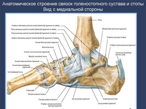 Возможности магнитно-резонансной томографии в диагностике ...