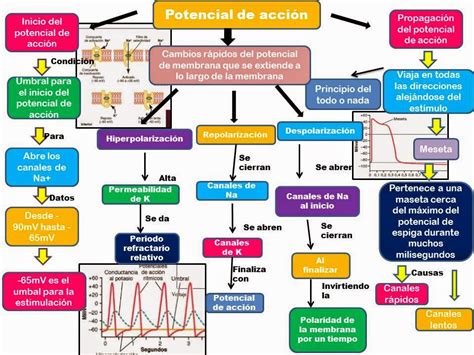 Blog De Evidencias De Fisiologia Medica De Bryanda Eriacema Higuera Bojorquez Iii 3 Potencial