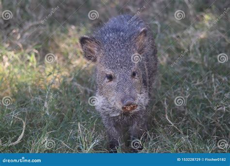 The Collared Peccary Javelina Tayassu Tajacu Stock Image Image Of