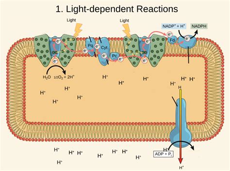 Light Dependent Reaction Diagram Diagram | Quizlet