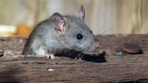 How To Get Rid Of Rats Without Poison A Humane No Kill Approach To