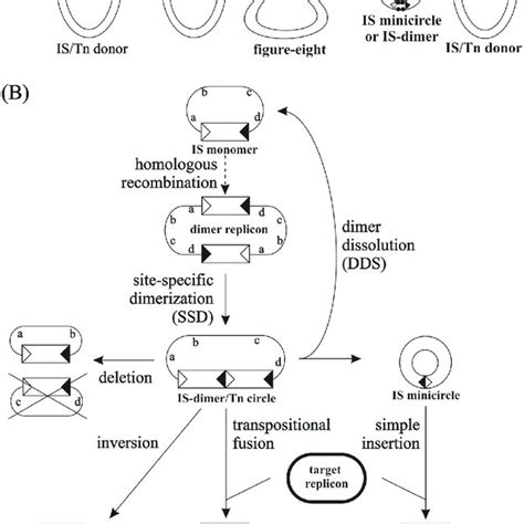 Schematic model of IS30 transposition. (A) Molecular model of the ...