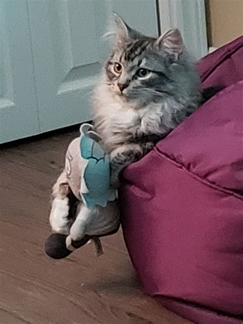 Gaston and his Rick Plushie (OC) : r/aww