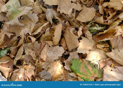 Fallen Dry Leaves of Plane Tree Stock Photo - Image of leafs, autumn ...