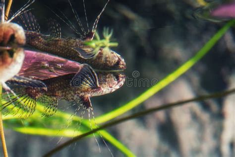 Pez Mariposa De Agua Dulce Depredador Pantodon Buchholzi Foto De