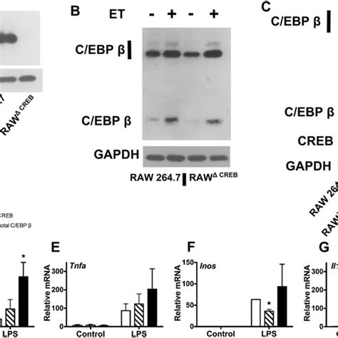 Enrichment Of C Ebp Or Creb On Genes During Camp Responses In Human