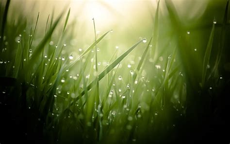 Morning Dew Dewdrops Grass Green Nature Photography Waterdroplets