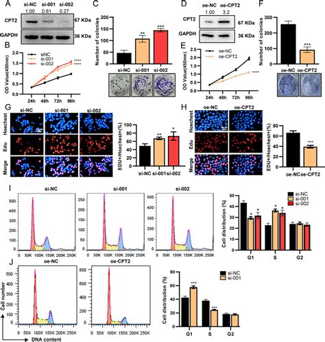 Down Regulated CPT2 Promotes Cell Proliferation In Colorectal Cancer A