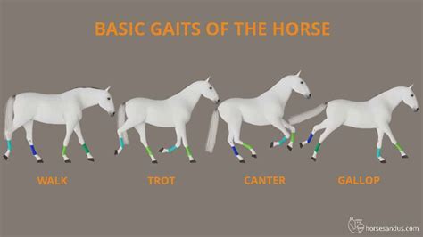 The 4 Basic Horse Gaits Explained Diagrams And Animations