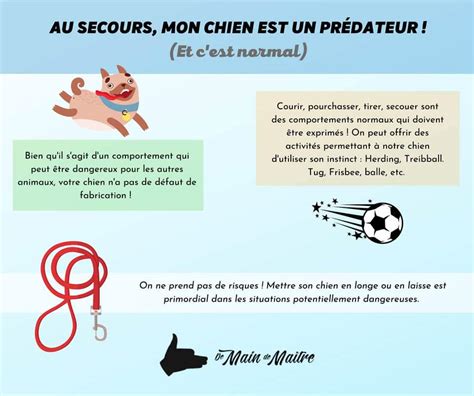 Guide Quels Sont Les Signes De La Pr Dation Chez Le Chien Cours