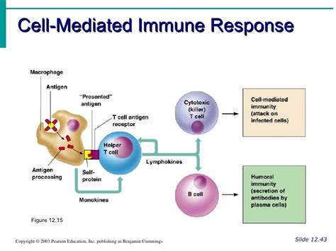 Humoral And Cell Mediated Immunity Youtube