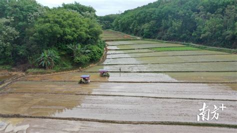 农户乐当“甩手掌柜” 高州探索水稻生产服务托管新模式程村农业土地