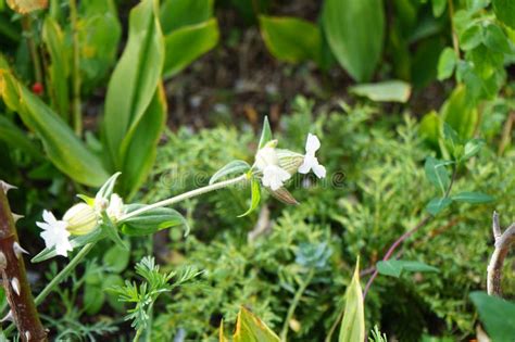 Silene Latifolia Subsp Alba Blooms In October In The Garden Berlin